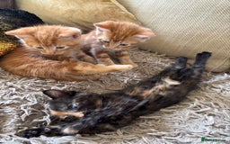 Mixed Breed cats for sale: 3 gorgeous kittens available  - Image 3