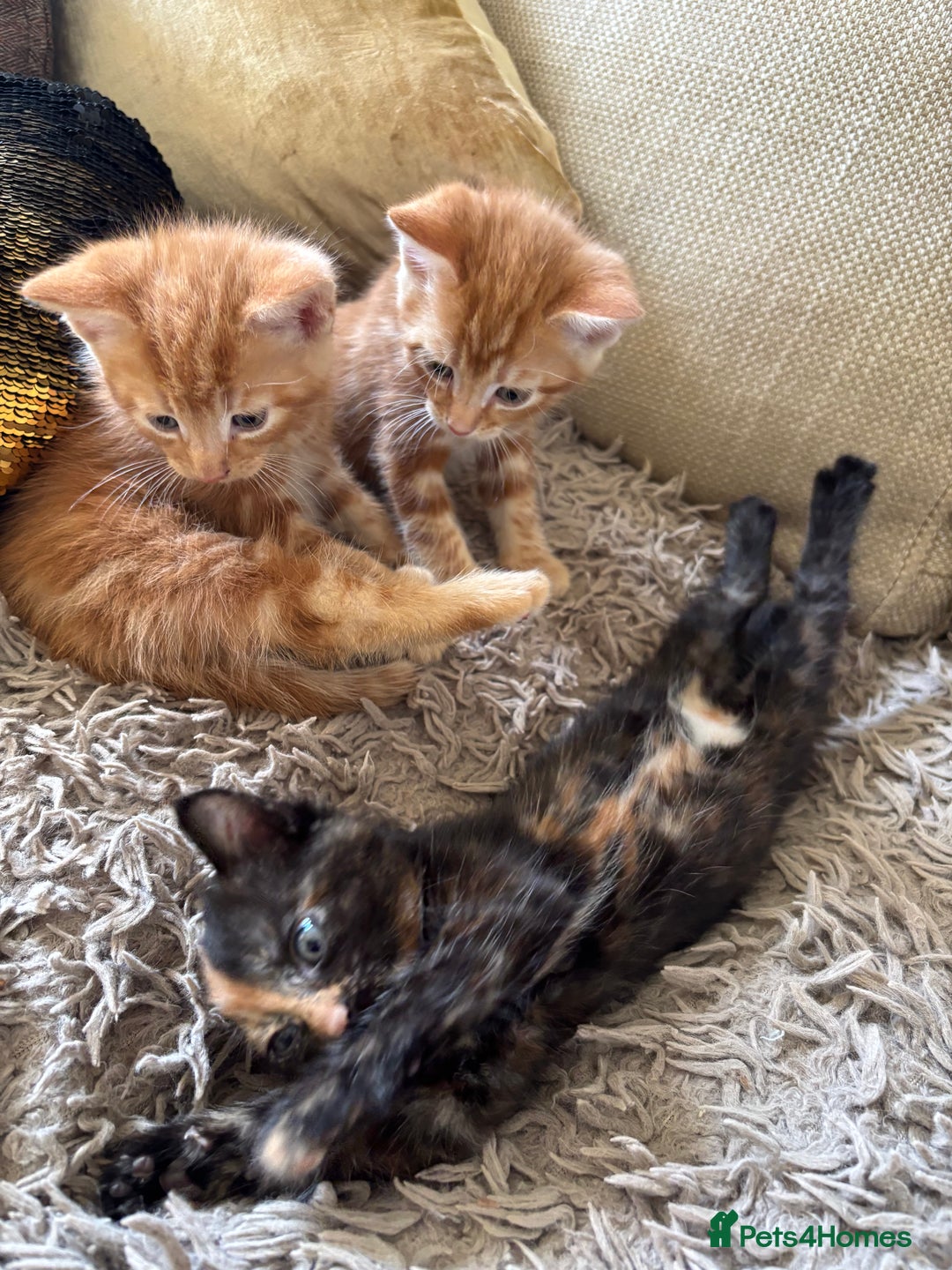 Mixed Breed cats for sale: 3 gorgeous kittens available  - Image 3