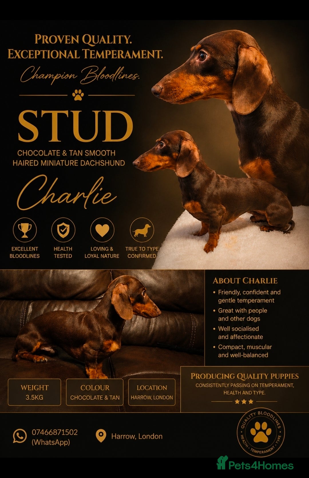 Miniature Dachshund dogs Tiny kC Miniature Dachshund Chocolate & tan - Advert 12