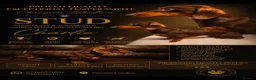 Miniature Dachshund dogs for stud: kC Miniature Dachshund Chocolate and tan  - Advert 7