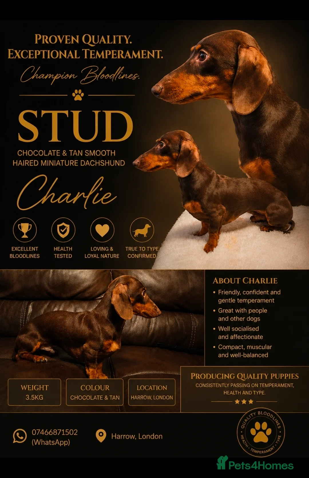 Miniature Dachshund dogs for stud: kC Miniature Dachshund Chocolate and tan  - Advert 7