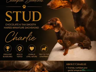 Miniature Dachshund dogs kC Miniature Dachshund Chocolate and tan - Advert 14