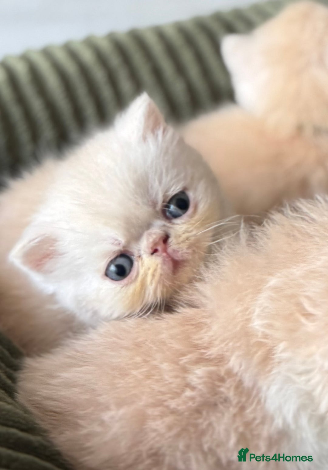 Exotic cats for sale: Superb GCCF Exotic kittens Health Tested parents - Image 7