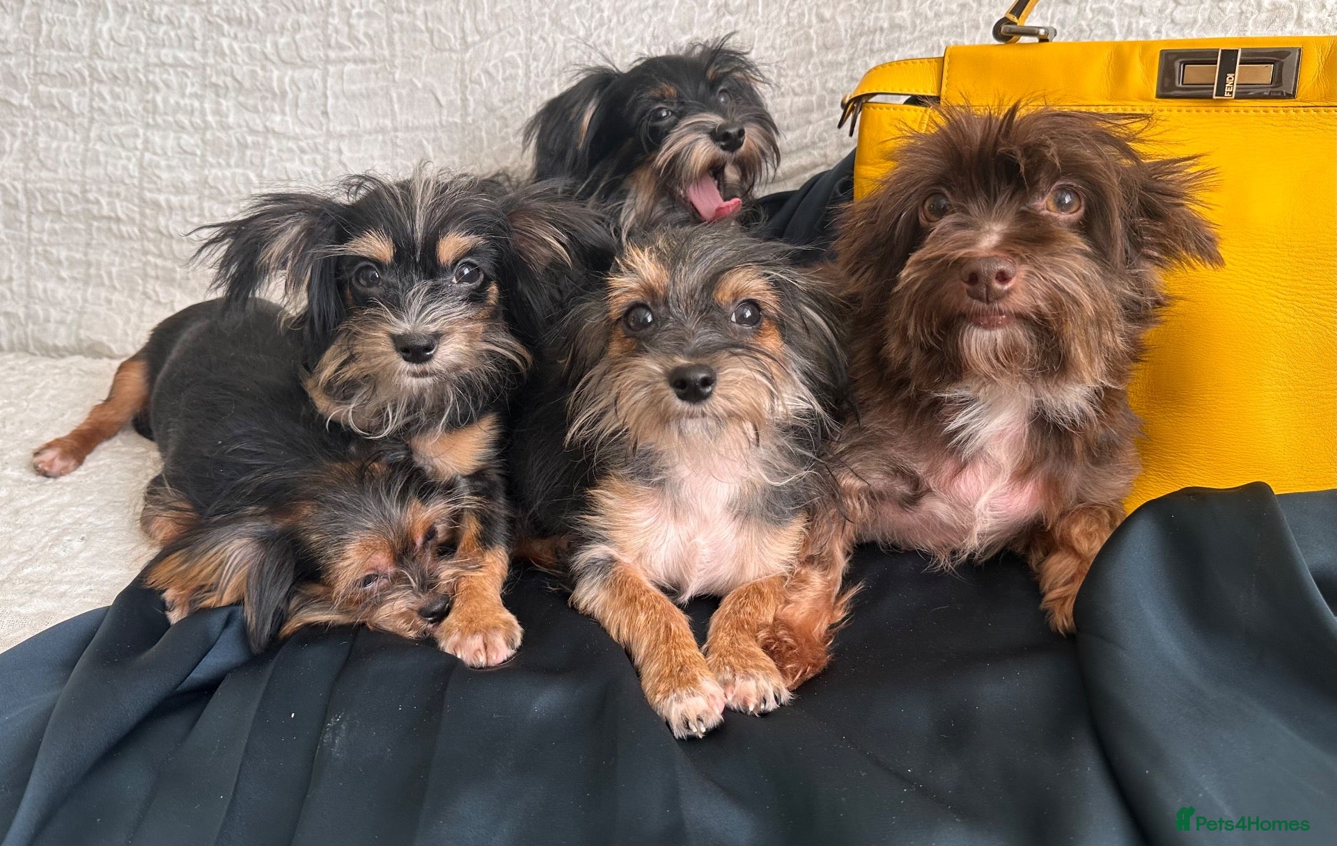 Yorkshire Terrier dogs Adorable Yorkie Puppies (carriers of Choco gene) - Advert 2