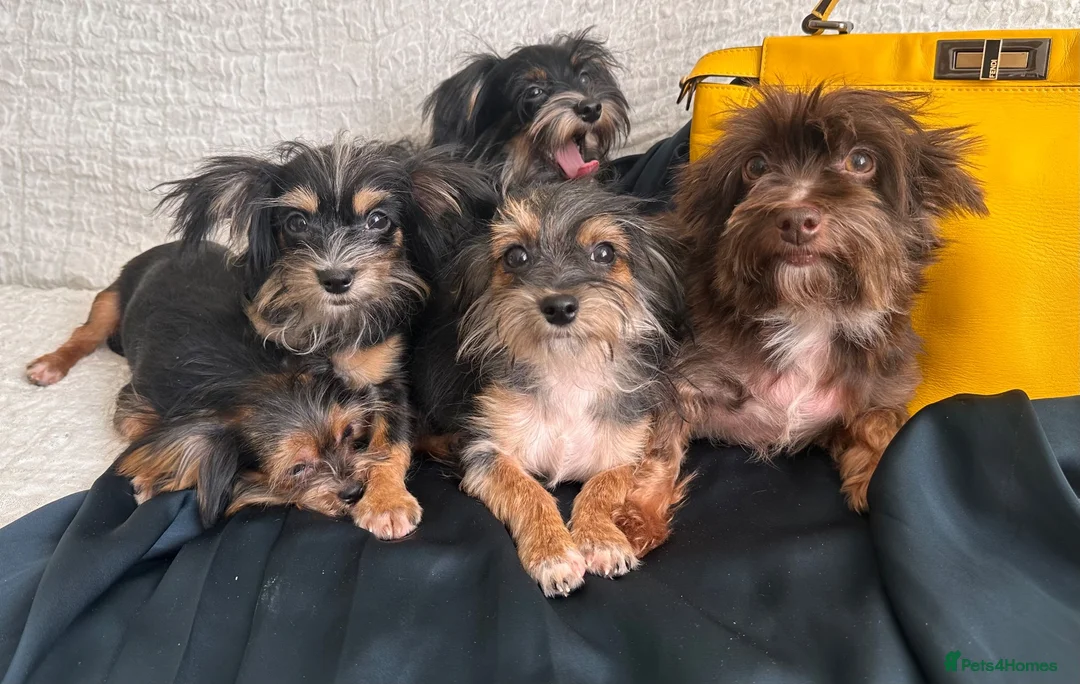 Yorkshire Terrier dogs for sale: Adorable Yorkie Puppies (carriers of Choco gene) - Advert 1