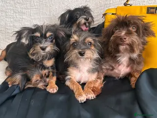 Yorkshire Terrier dogs Adorable Yorkie Puppies (carriers of Choco gene) - Advert 2
