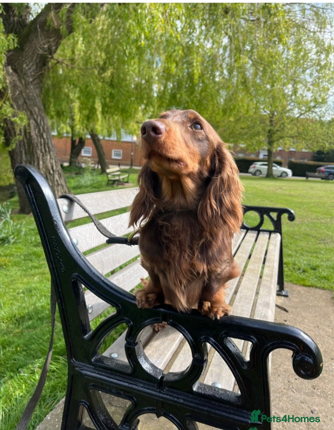 Miniature Dachshund dogs for sale: Miniature dachshund pups - Image 8