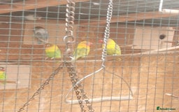 Lovebirds birds for sale: Lovebird  - Image 1