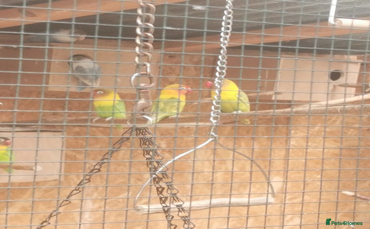 Lovebirds birds - Advert 1