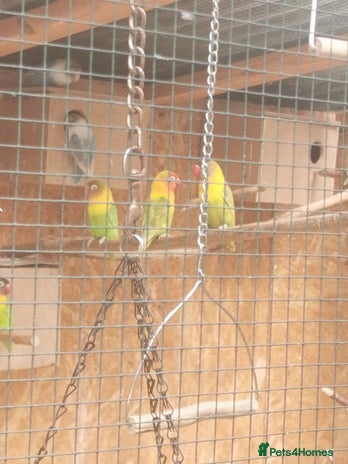 Lovebirds birds - Advert 2