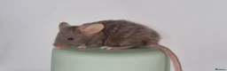 Mouse rodents for sale: Fancy Mice 🐭 - Advert 6