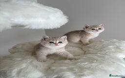 British Shorthair cats for sale: Golden Blue British Shorthair kittens  - Image 14