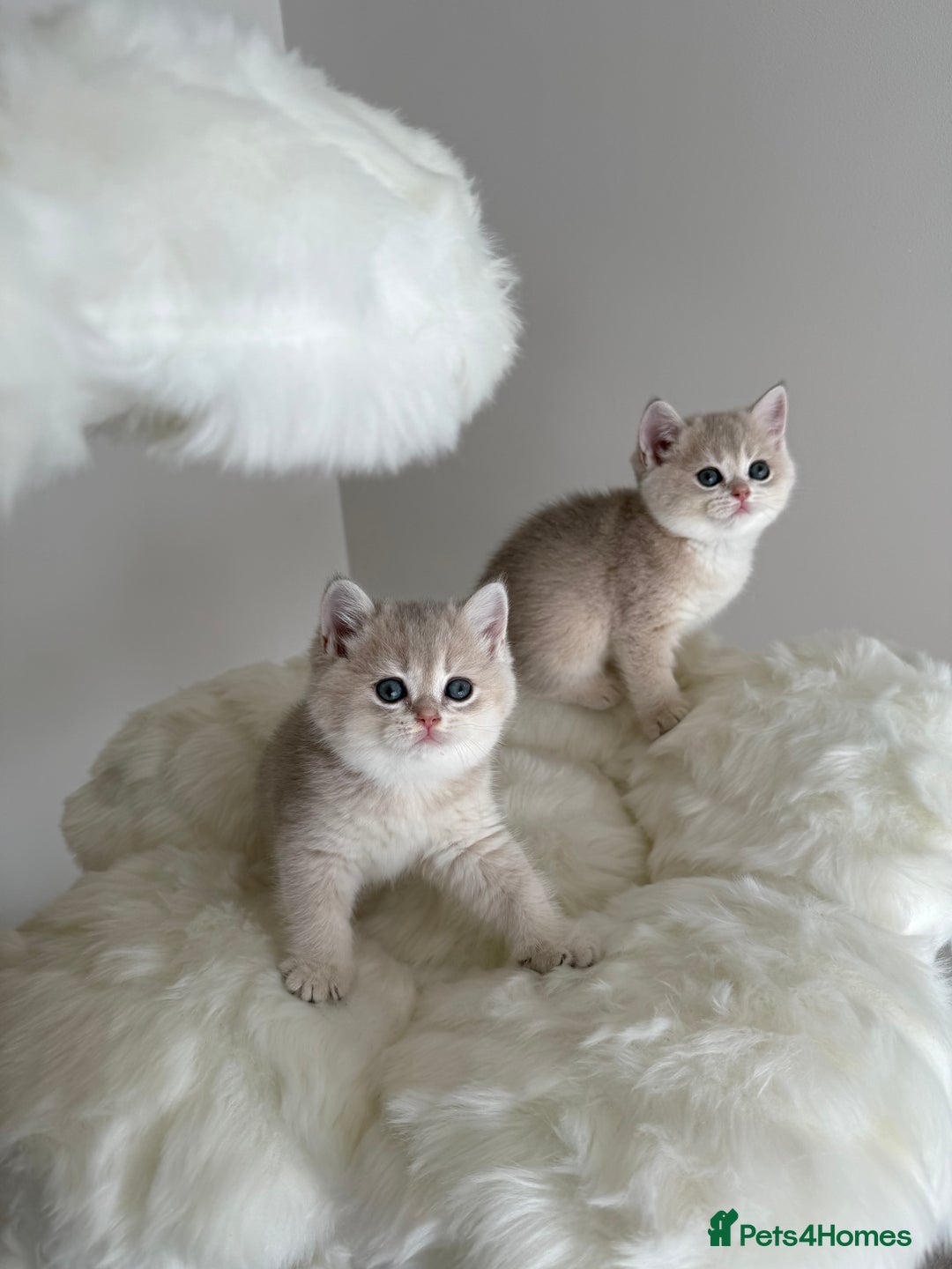 British Shorthair cats for sale: Golden Blue British Shorthair kittens  - Image 14