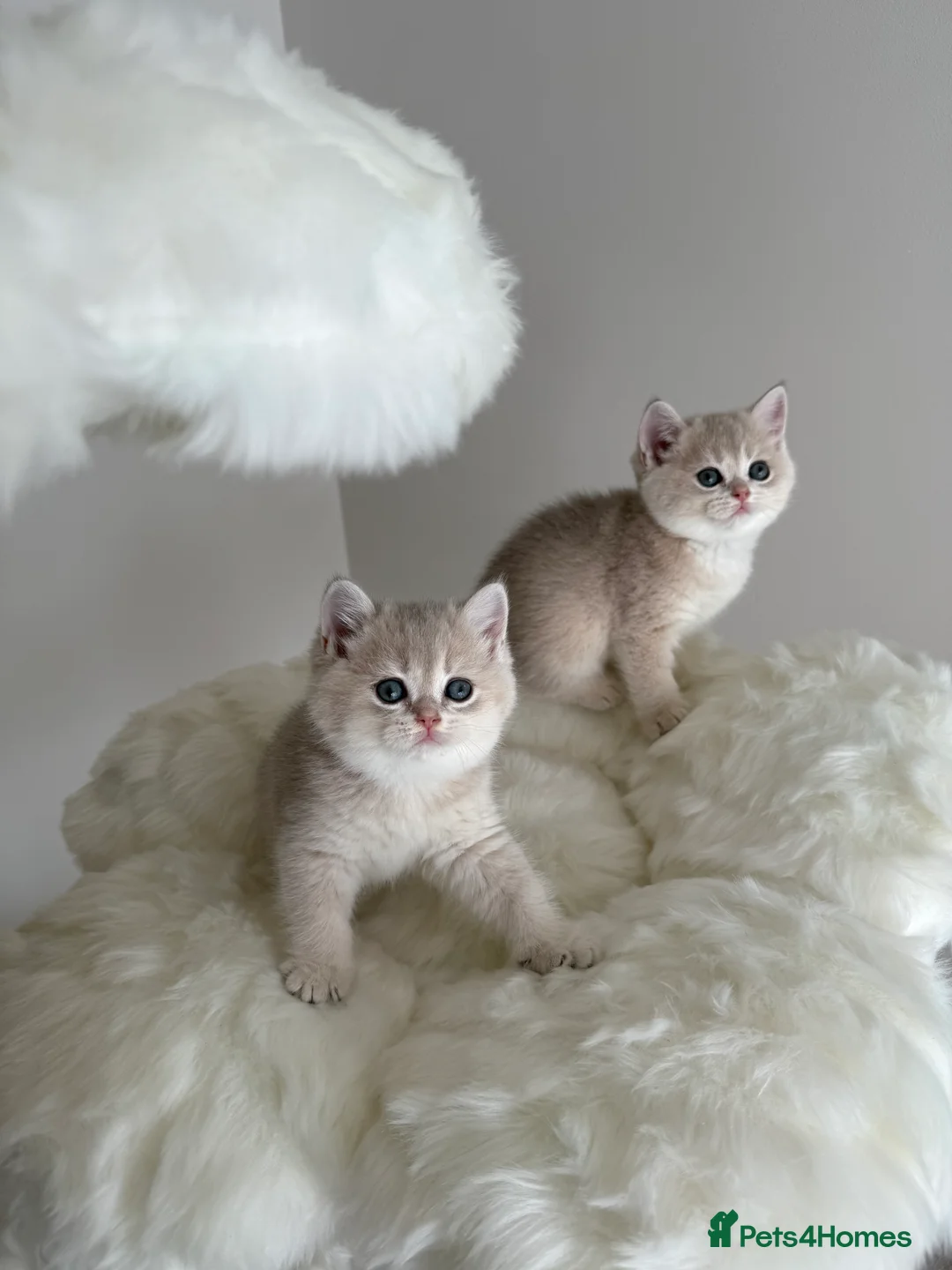 British Shorthair cats for sale: Golden Blue British Shorthair kittens  - Advert 14