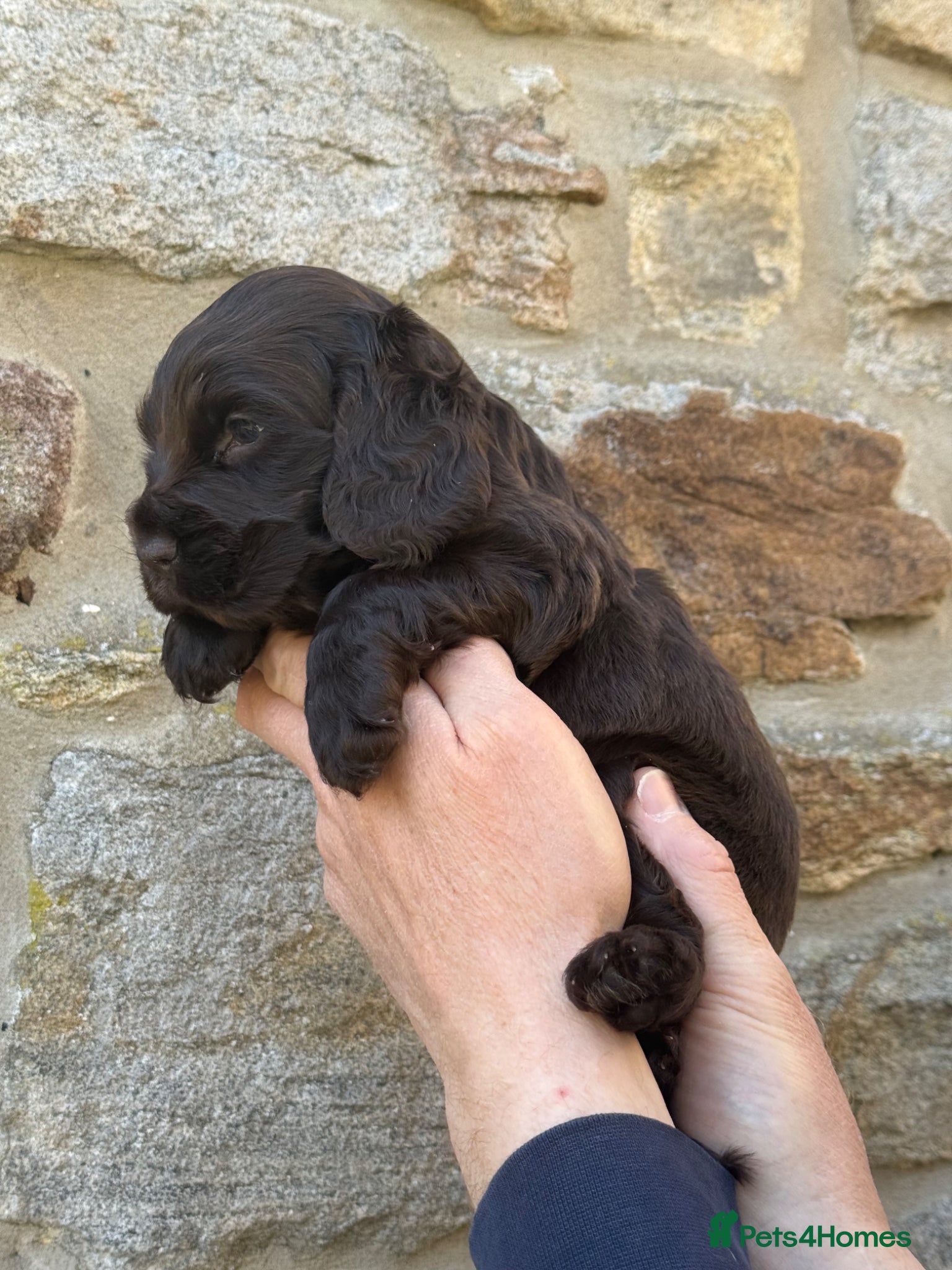 Cocker Spaniel dogs KC Show Cocker Spaniel Choc Boy  - Advert 2