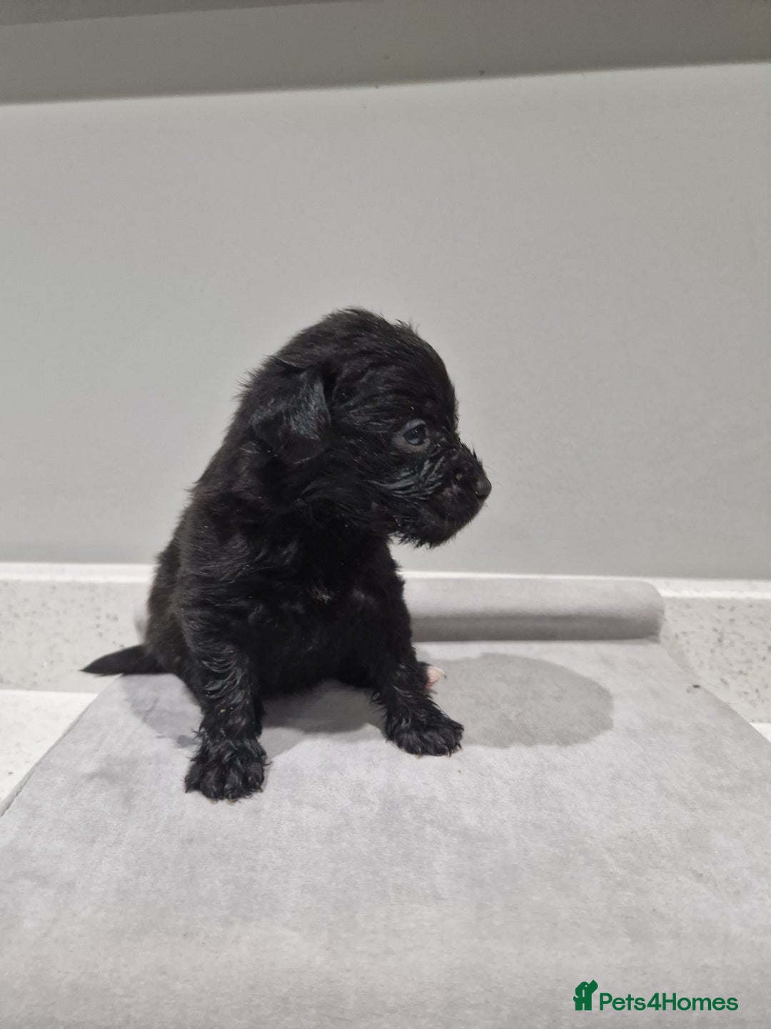 Mixed Breed dogs for sale: Patterdale x cavapoo  - Advert 7