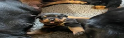 Rottweiler dogs for sale: Rottweiler huge chunky pups ready now 2 girls left - Advert 5