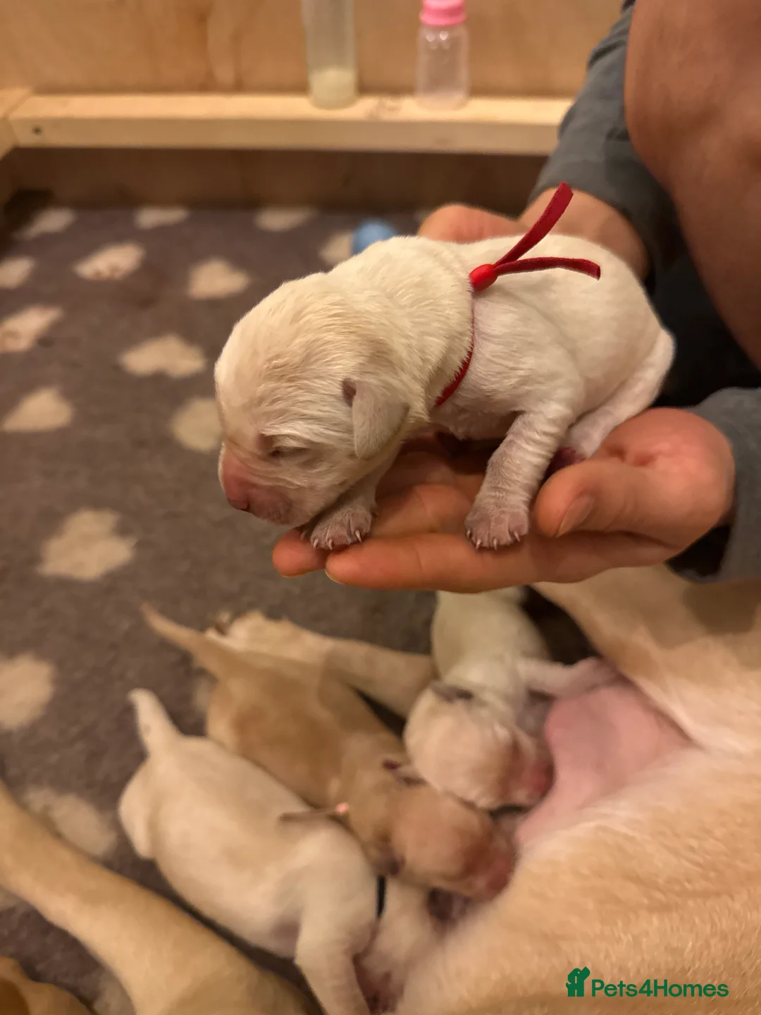 Labrador Retriever dogs for sale: FTCH Sired excellent FTCH working line Labradors - Advert 1