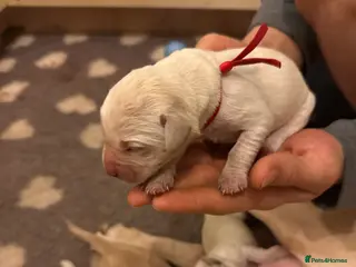 Labrador Retriever dogs FTCH Sired excellent FTCH working line Labradors - Advert 1