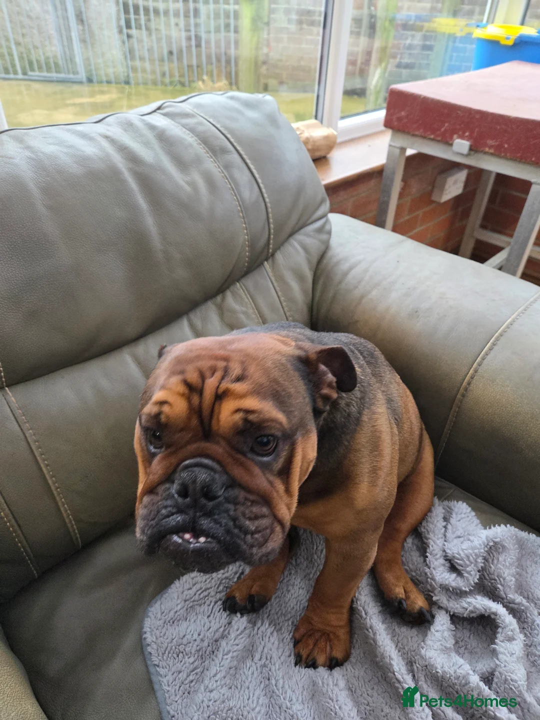 English Bulldog dogs for sale: English bulldog - Advert 19