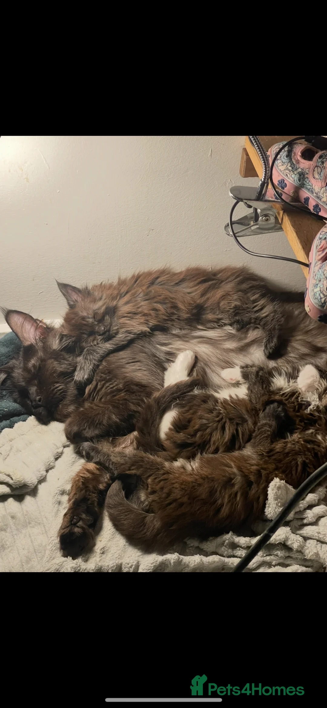 Maine Coon cats for sale: Maine coon - Advert 1