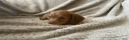 Miniature Dachshund dogs for sale: Qualiyy Miniature Long Haired Dachshunds in Bridgend - Advert 6