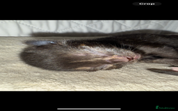 Domestic Shorthair cats for sale: Our beautiful Girl has had a litter of 3  - Image 4