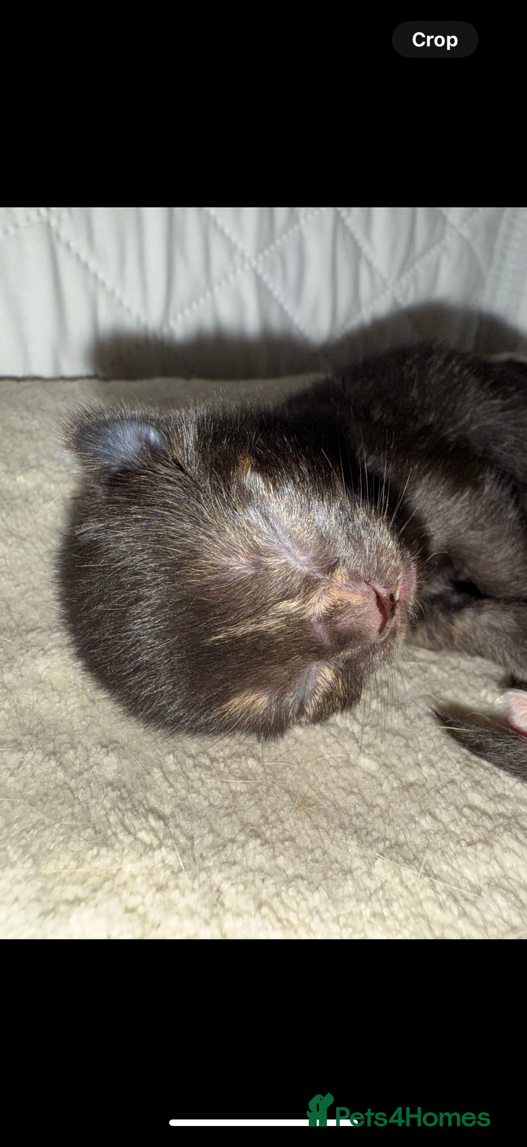 Domestic Shorthair cats for sale: Our beautiful Girl has had a litter of 3  - Image 4