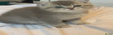 Scottish Fold Kitten 1