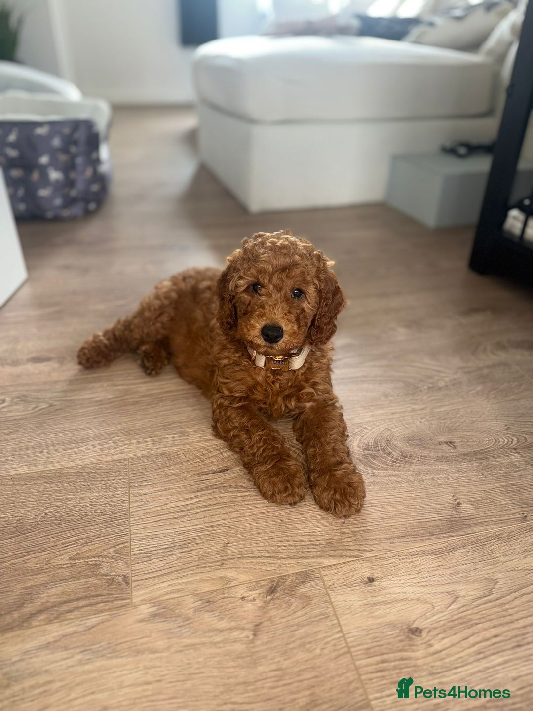 Cavapoo dogs for sale: Top Class Extensively tested Toy Cavapoo pups - Advert 4