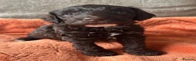 Cockapoo 1