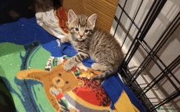 Mixed Breed cats for sale: 4 kittens available start of September  - Image 11
