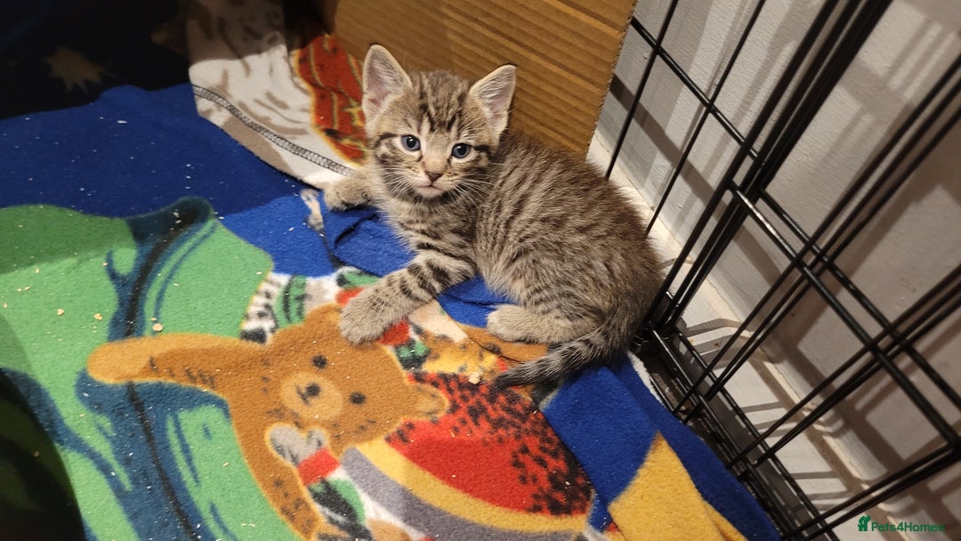 Mixed Breed cats for sale: 4 kittens available start of September  - Image 11