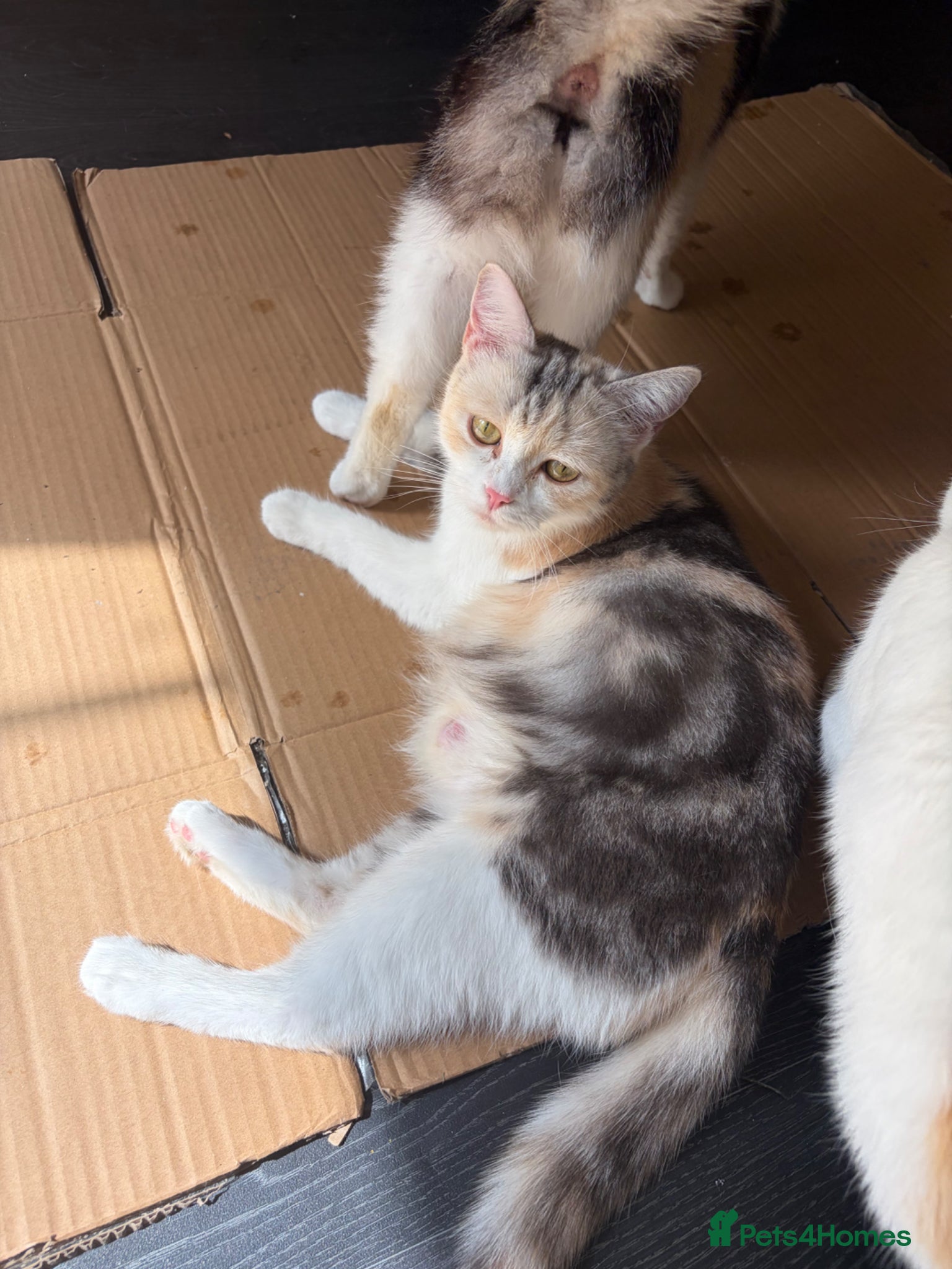Mixed Breed cats for sale: Ginger grey white female kitten   in Bradford - Advert 1