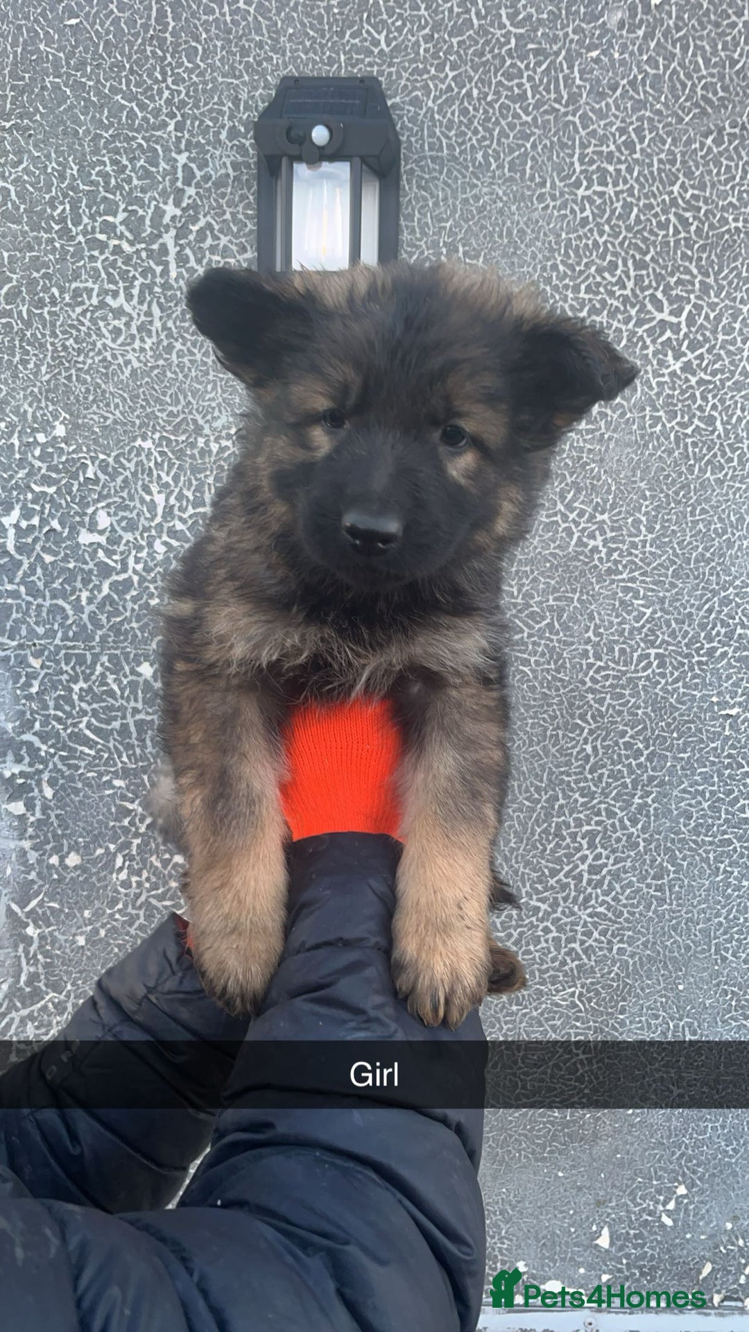 German Shepherd dogs for sale: German shepherd puppies - Advert 6