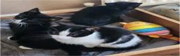 Mixed Breed cats for sale: 2 kittens for sale  - Advert 4