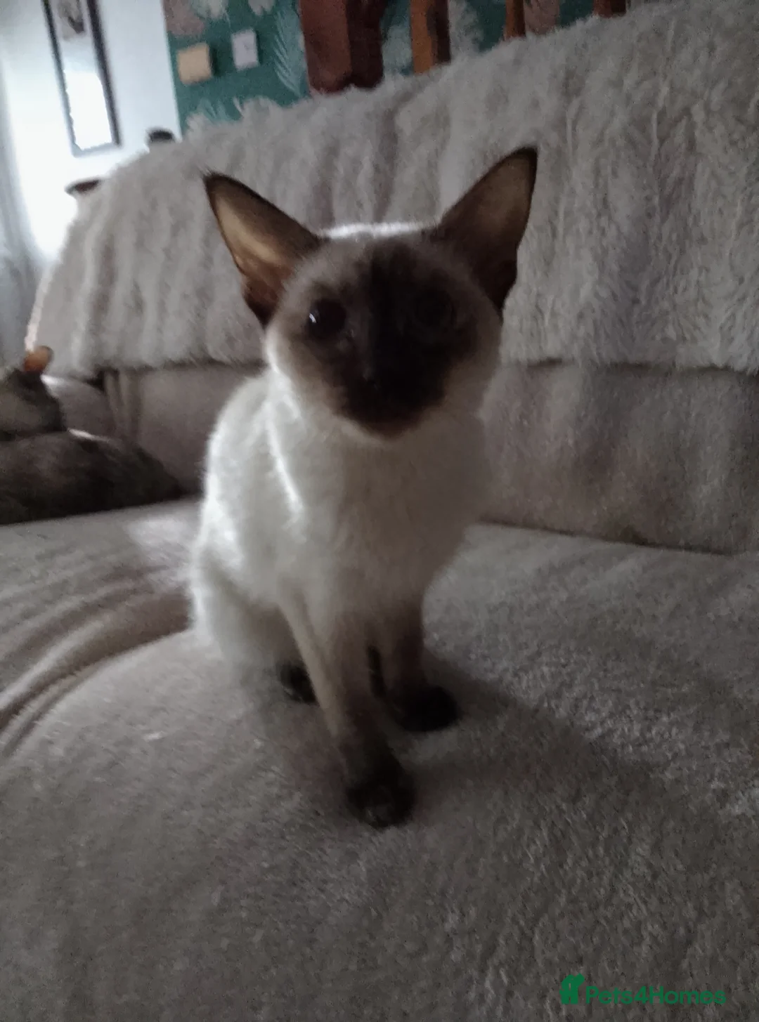 Ragamese cats for sale: Beautiful Chocolate Tortie Ragamese Girl - Advert 2