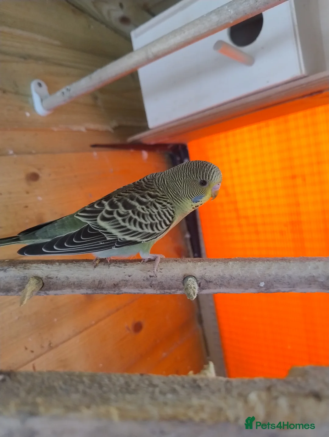 Budgerigars birds for sale: Baby budgies, easily tamed  - Advert 2