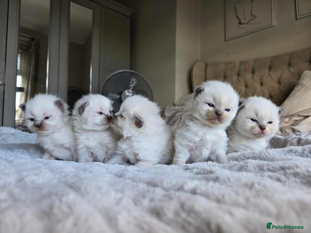 Ragdoll cats for sale: Two GCCF ragdoll boys ♂️♂️😺😺 - Advert 7