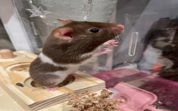 Hamster rodents for sale: Female Brown and White Syrian Hamster - Advert 2