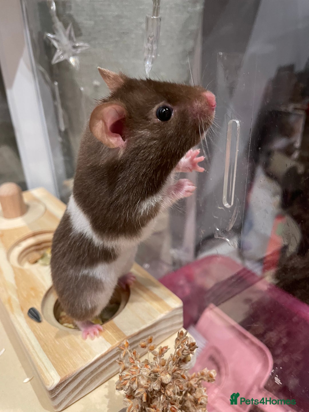 Hamster rodents for sale: Female Brown and White Syrian Hamster - Advert 2