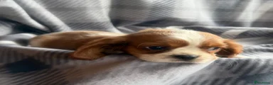 Cavalier King Charles Spaniel 1