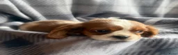 Cavalier King Charles Spaniel dogs for sale: Cavalier King Charles puppy’s - Advert 8