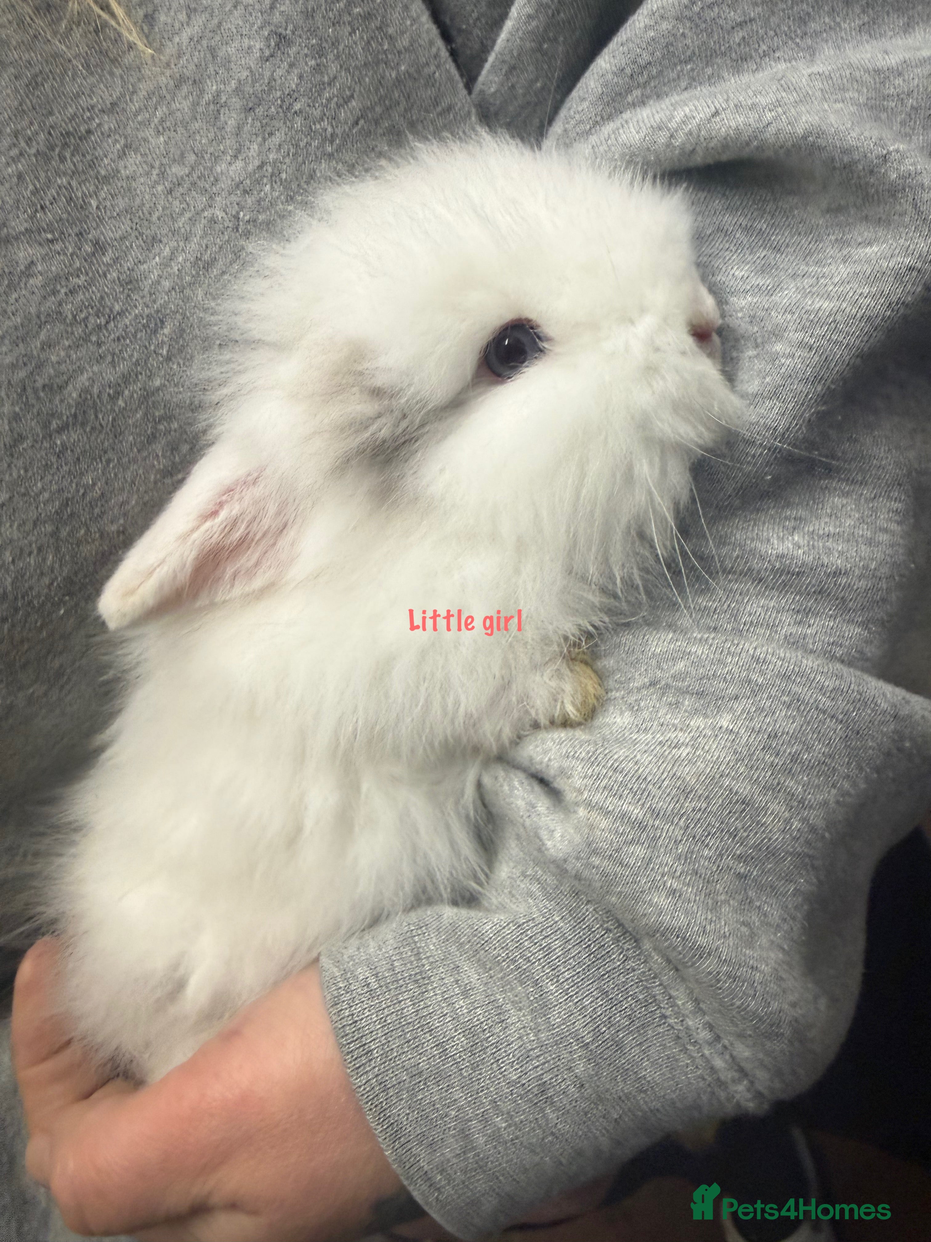 Lionhead rabbits Lion head rabbits  - Advert 17