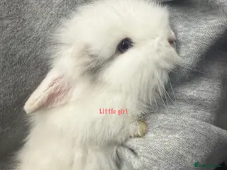 Lionhead rabbits Lion head rabbits - Advert 17