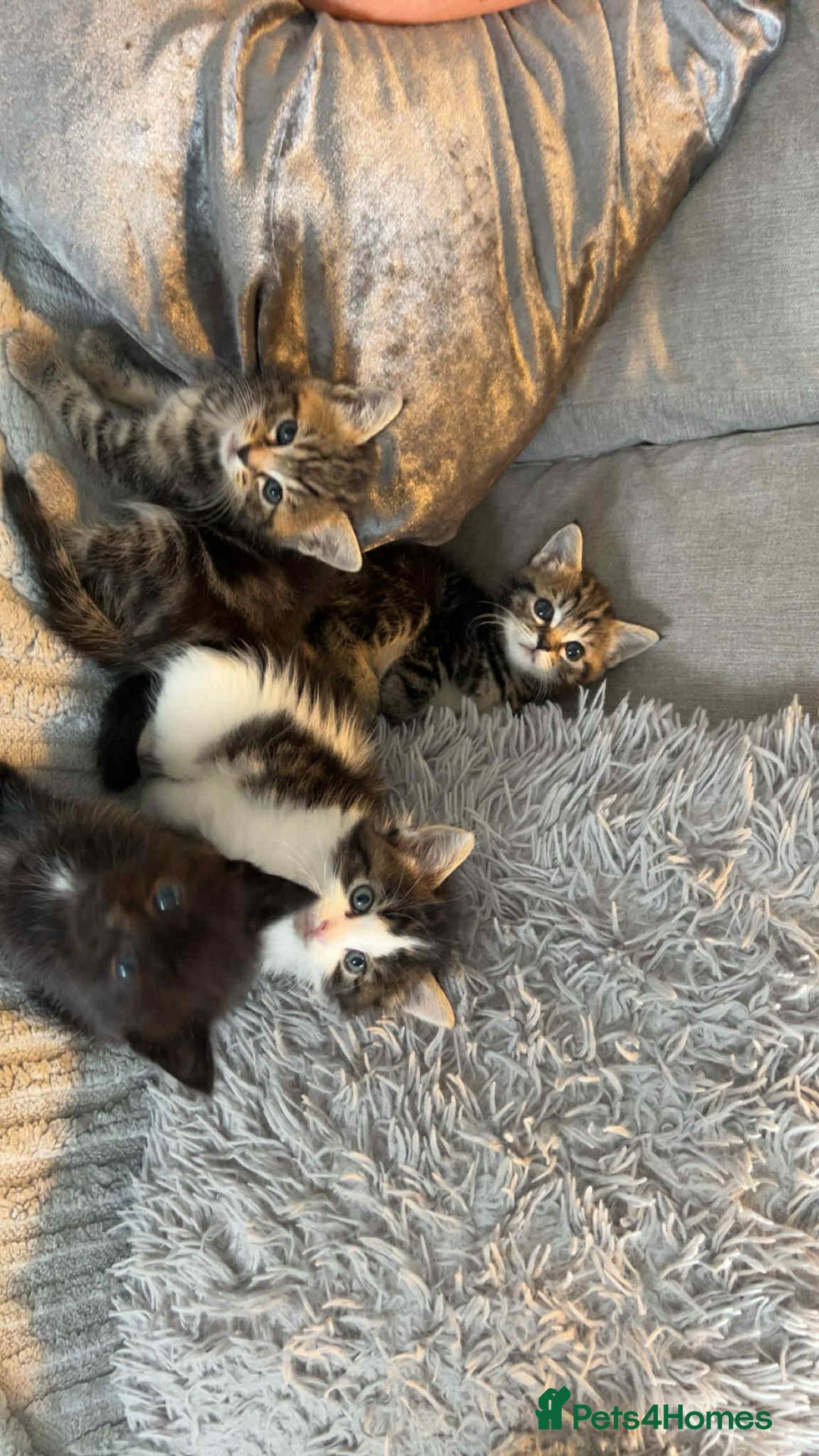 Ragdoll cats for sale: Kittens  - Image 1