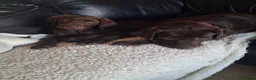 Labrador Retriever dogs for sale: Ready to go now KC Registered Chocolate LabPups - Advert 3