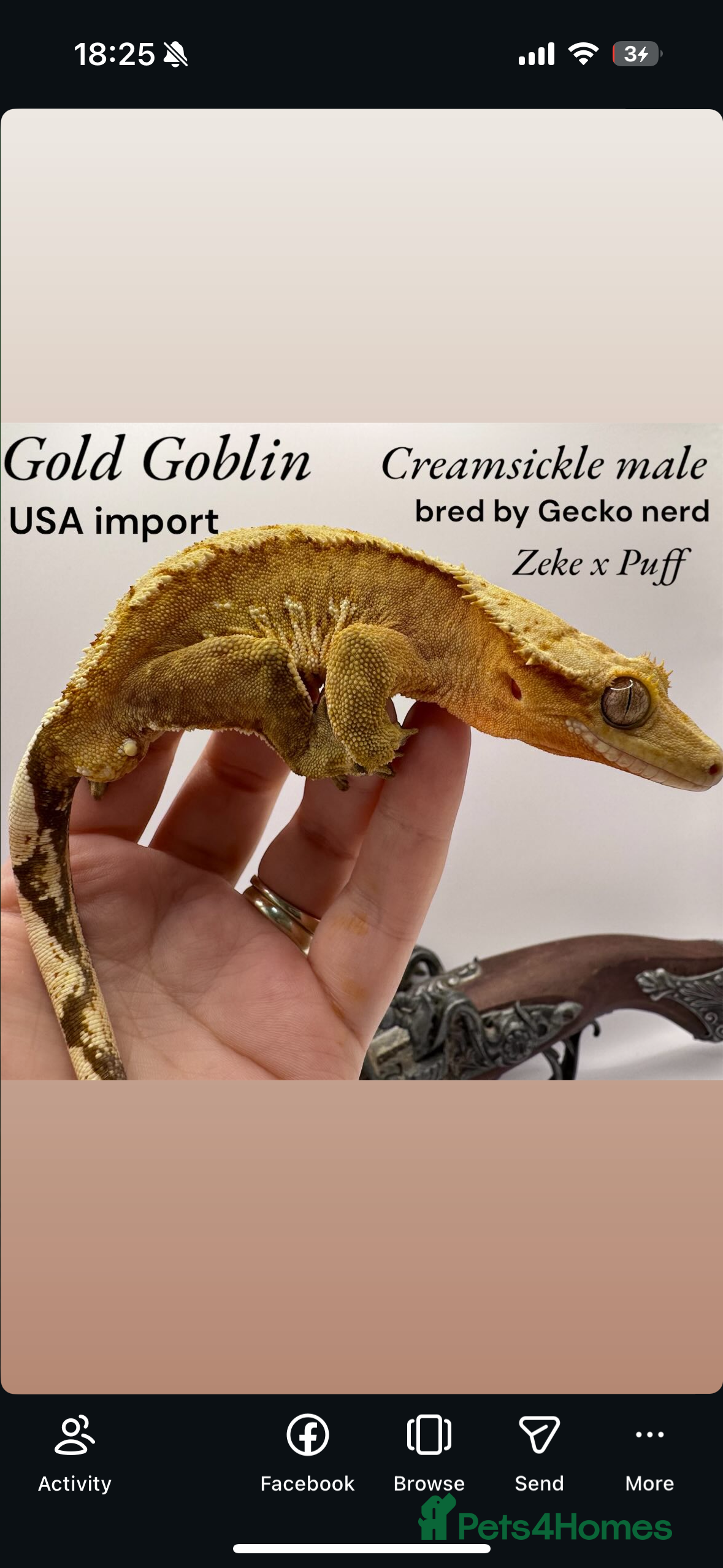 Gecko reptiles stunning crested gecko - Advert 4