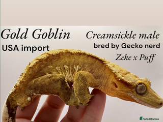 Gecko reptiles stunning crested gecko - Advert 4