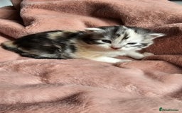Maine Coon cats for sale: Half Maine Coon kittens - Image 10